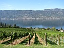 Vineyard Vineyard