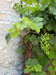 tuscany_san_giovanni_sm.jpg