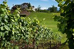 Mount Lehman Winery
