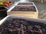 Atam Winery